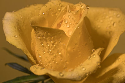 Close-up of wet rose