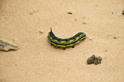 Caterpillar in desert, corralejo, fuerteventura