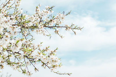 Background of almond blossoms tree and sky. cherry tree with tender flowers.