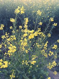 Yellow flowers blooming in field