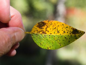 Close-up of person holding yellow leaf
