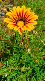 Close-up of yellow flowering plant