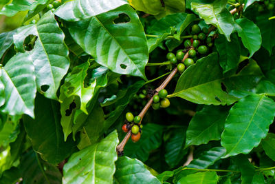 Close-up of fruits growing on plant