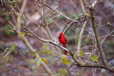 Close-up of bird perching on branch