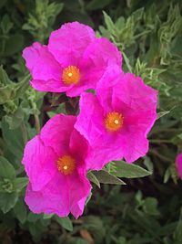 Close-up of pink flowers