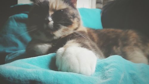 Close-up of cat sleeping on bed