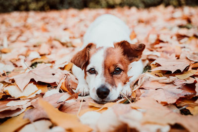 Beautiful black labrador sitting outdoors on brown leaves background, wearing a grey scarf. autumn 