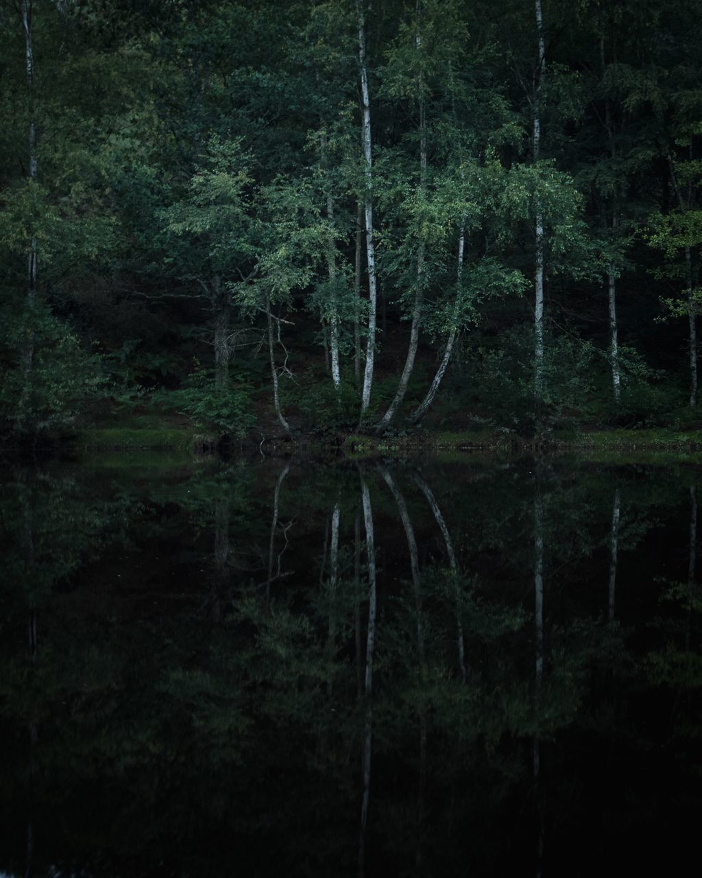 tree, plant, forest, land, no people, tranquility, water, nature, growth, beauty in nature, woodland, reflection, lake, scenics - nature, tranquil scene, non-urban scene, outdoors, day, waterfront, swamp