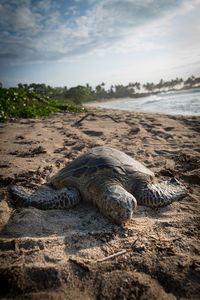 Close-up of tortoise on beach against sky