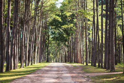 Pine forest at bor keaw public park, chiang mai, thailand