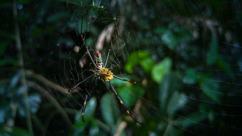 Close-up of spider