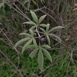 Close-up of plant growing on field