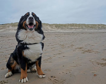 Happy bernese mountain dog on the beach
