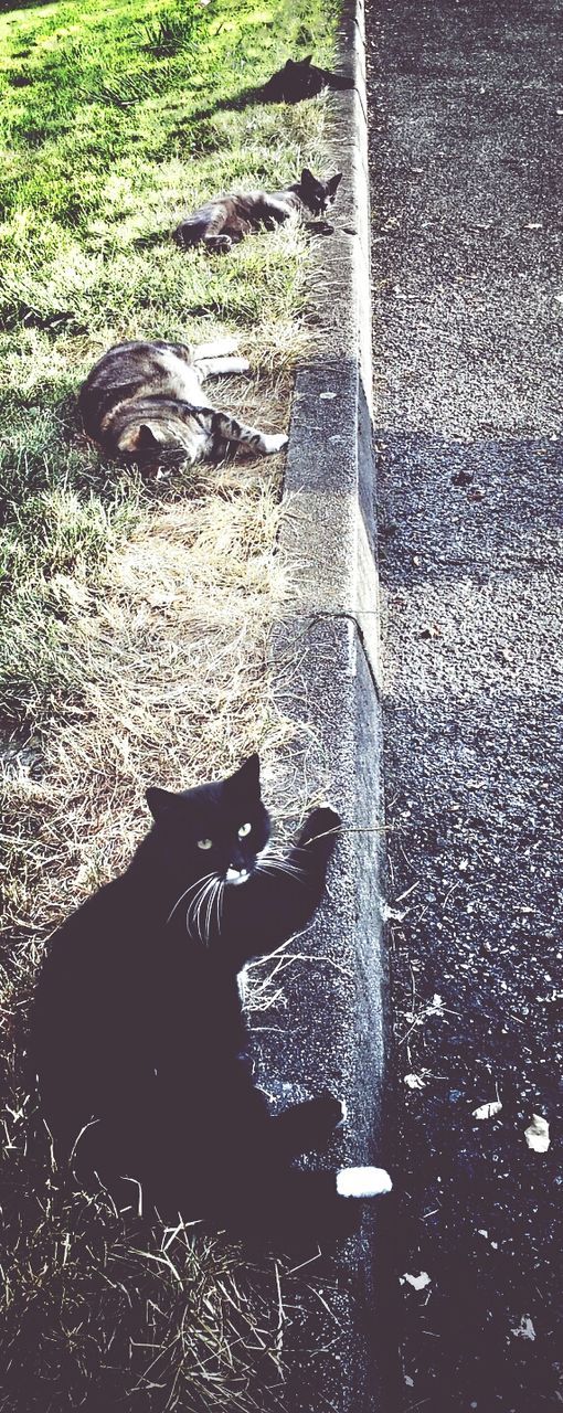 high angle view, animal themes, day, outdoors, sunlight, no people, domestic animals, grass, mammal, street, one animal, park - man made space, pets, field, fence, nature, building exterior, shadow, reflection, close-up