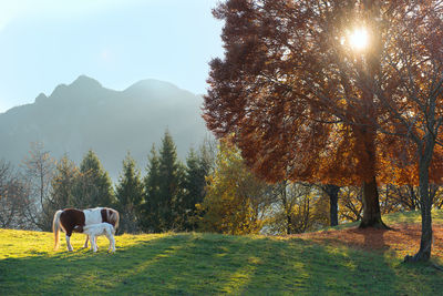 View of a horse on field