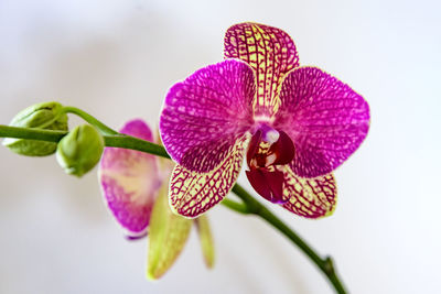 Close-up of pink orchid flower