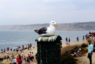 Close-up of seagull perching on mailbox against crowd at beach