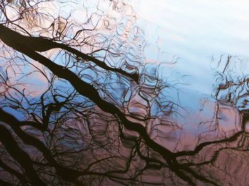 Close-up of bare tree against sky