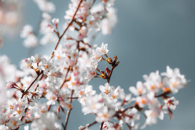 Close-up of cherry blossom