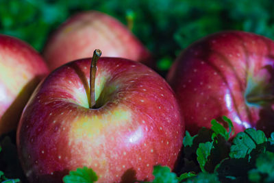 Close-up of apples on plant