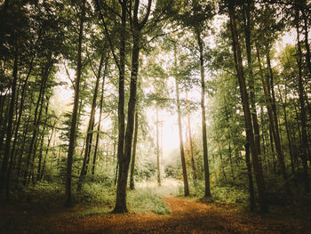 Trees in forest