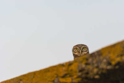 Portrait of a bird