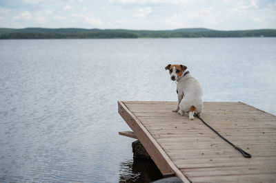 Dog sitting on a lake