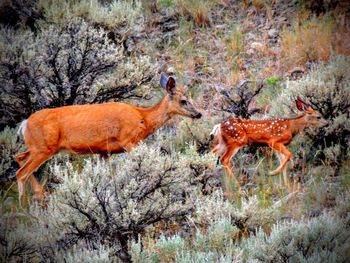 View of deer in forest