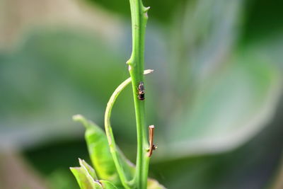 Close-up of insect on leaf