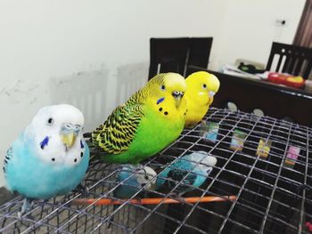 Close-up of parrot in cage