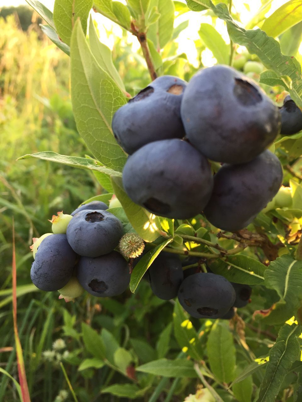 CLOSE-UP OF FRUITS GROWING ON PLANT