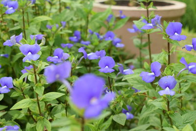 Close-up of purple flowering plants