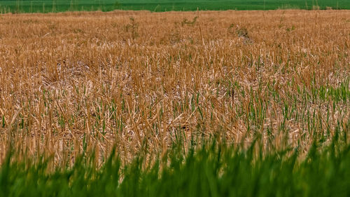 Crops growing on field