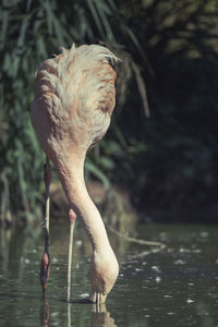 Close-up of bird drinking water