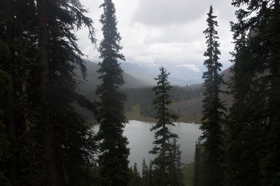 Trees in forest against sky