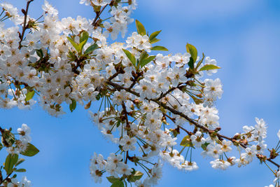 Low angle view of cherry blossoms against sky