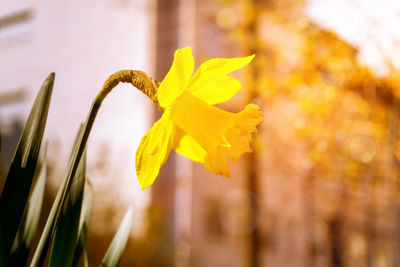 Close-up of yellow flower