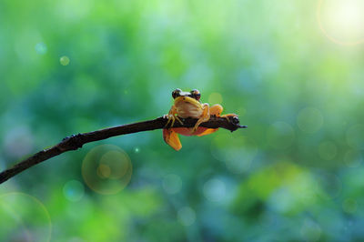 Close-up of frog on twig