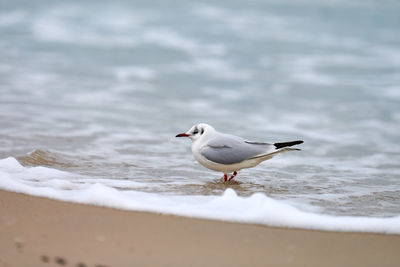 Seagull walking along seashore. black-headed gull, chroicocephalus ridibundus, standing in sea water