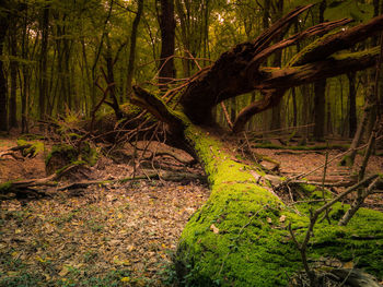 Trees growing in forest