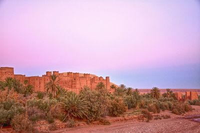 Plants on desert against sky