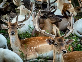 Deer in a field