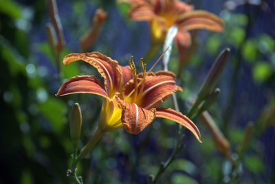 Close-up of flower