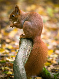 Close-up of squirrel