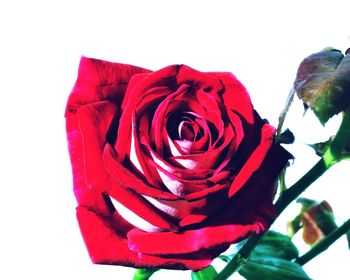 Close-up of red rose against white background