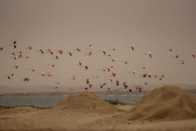 Flock of birds flying over sea against sky at sunset