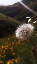 Close-up of dandelion