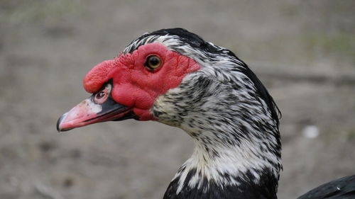 Close-up of duck