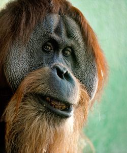 Close-up portrait of horse