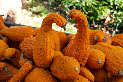 Close-up of orange pumpkins